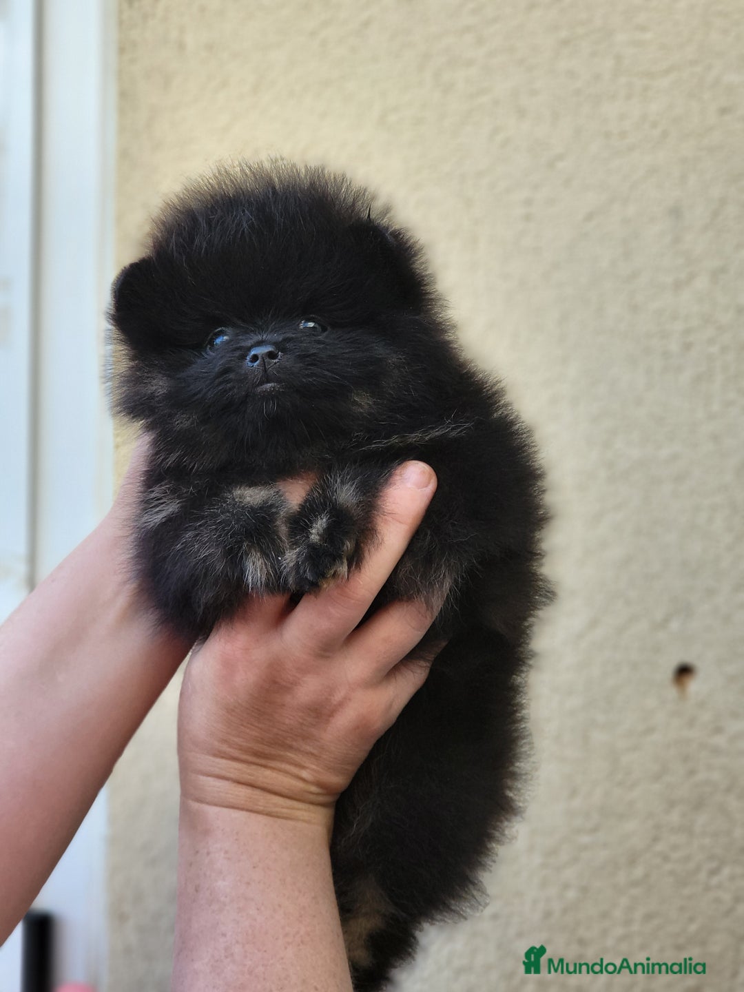 Pomerania perros en venta: Hembrita línea coreana y rusa  - Imagen 4