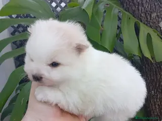 Pomerania perros Pomerania macho - Anuncio 1