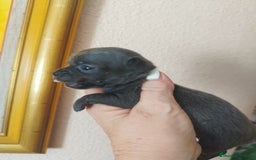 Chihuahua perros en venta: CHIHUAHUAS TOYS BLUE  - Imagen 2