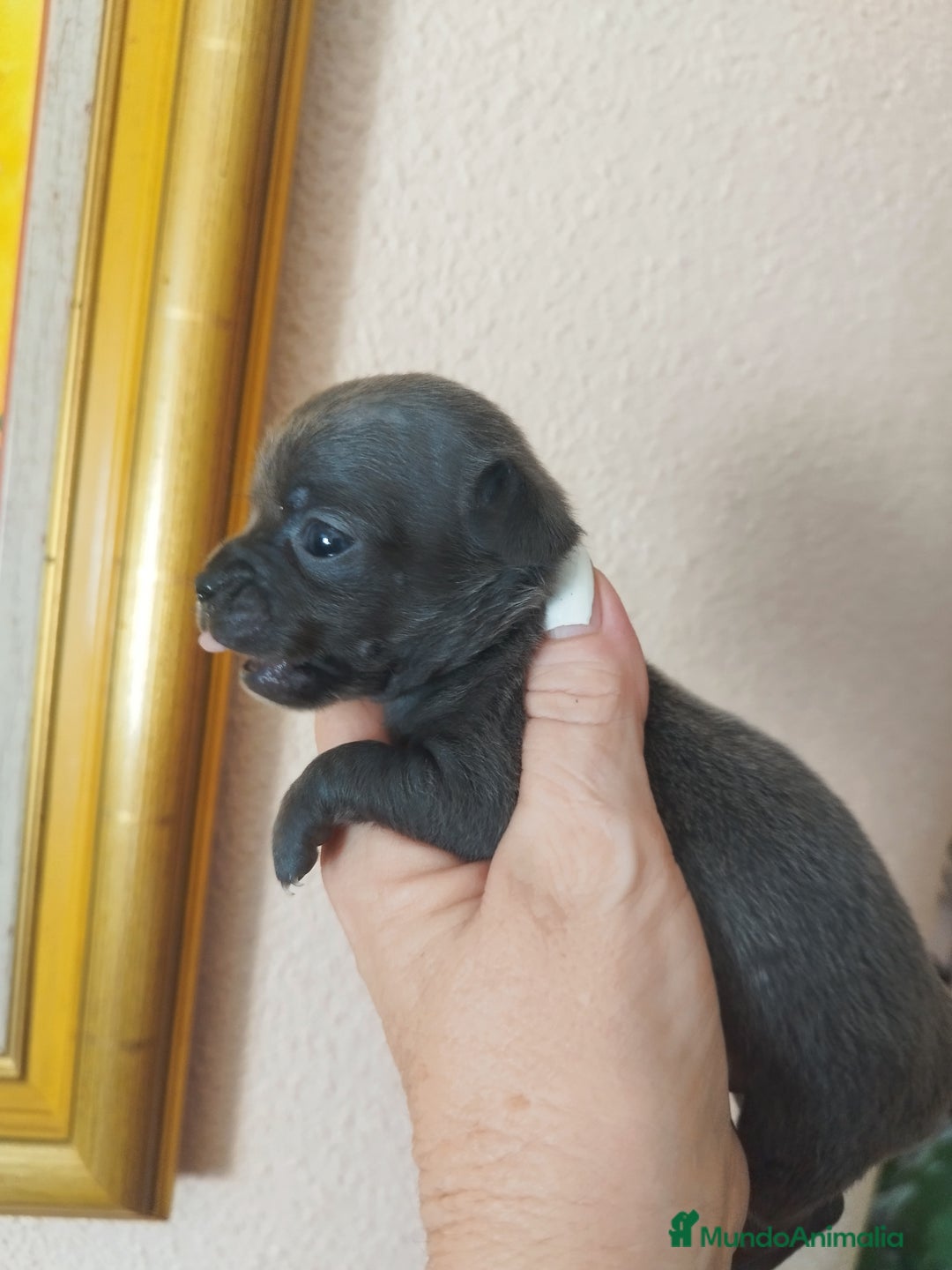 Chihuahua perros en venta: CHIHUAHUAS TOYS BLUE  - Imagen 2