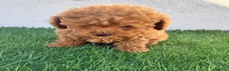 Caniche Toy perros en venta: Caniche toy - Anuncio 2