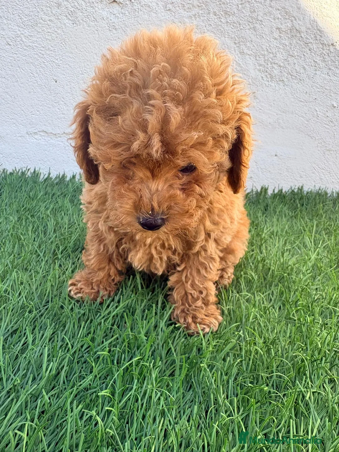 Caniche Toy perros en venta: Caniche toy - Anuncio 2