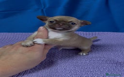 Chihuahua perros en venta: Preciosos cachorros Chihuahua colores exoticos - Imagen 3