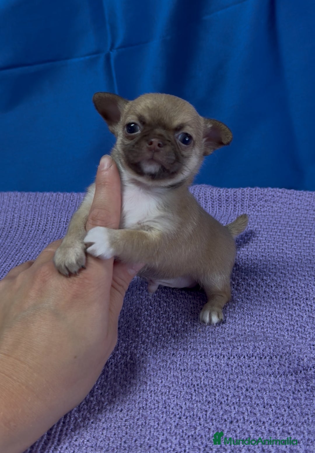 Chihuahua perros en venta: Preciosos cachorros Chihuahua colores exoticos - Imagen 3