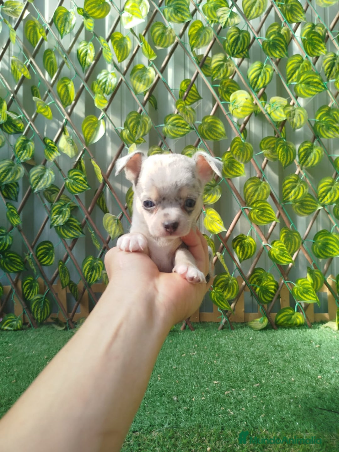 Chihuahua perros en venta: Chihuahua toy - Anuncio 4