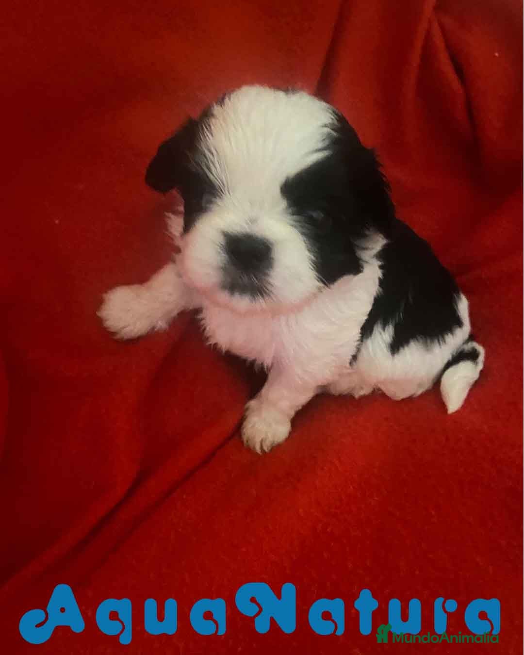 Shih Tzu perros  Shih Tzu Macho 1 de Ada y Newman AQUANATURA - Anuncio 2
