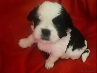 Shih Tzu perros Shih Tzu Macho 1 de Ada y Newman AQUANATURA - Anuncio 2