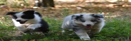 Border Collie perros en venta: Cachorros de Border Collie disponibles - Anuncio 3