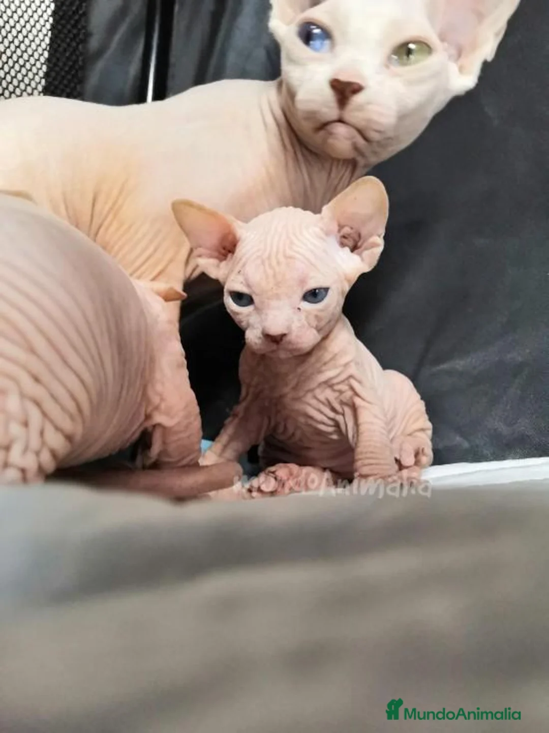 Imagen de galería {{count}}