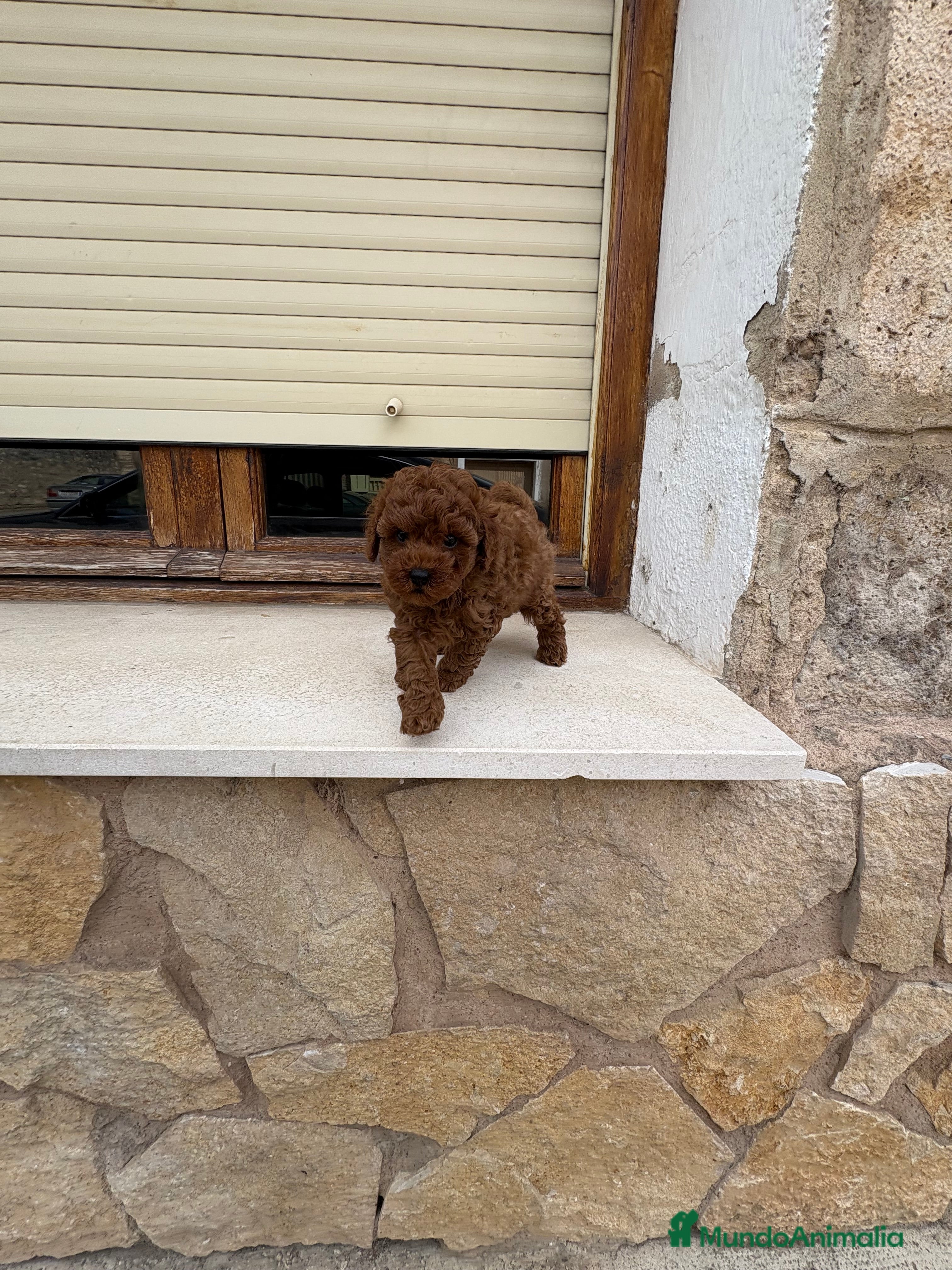 Caniche Toy perros Caniche Toy rojo intenso  - Anuncio 19