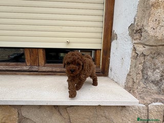 Caniche Toy perros - Anuncio 3