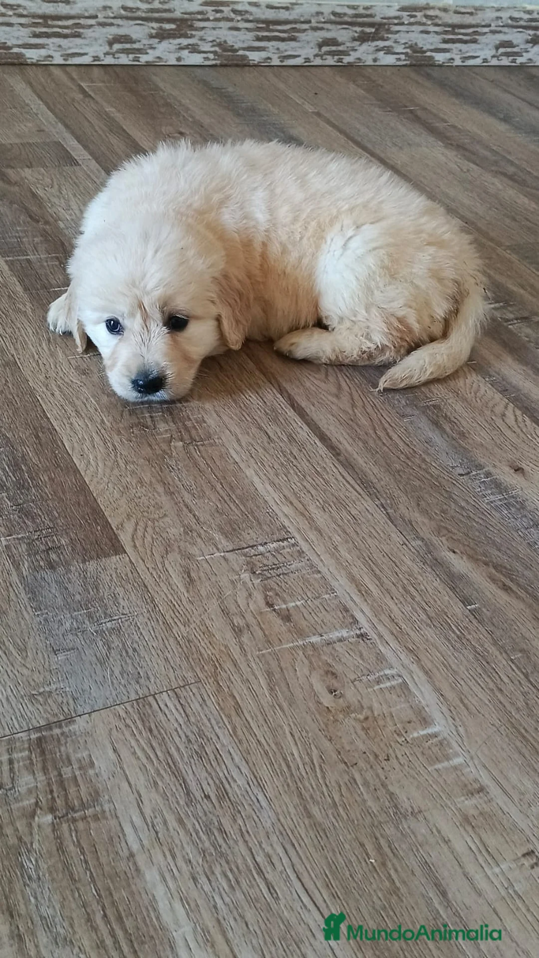 Golden Retriever perros en venta: Golden  - Anuncio 3