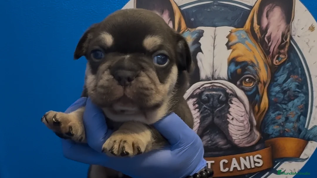 Bulldog Francés perros en venta: Bulldog francés exóticos  - Anuncio 4