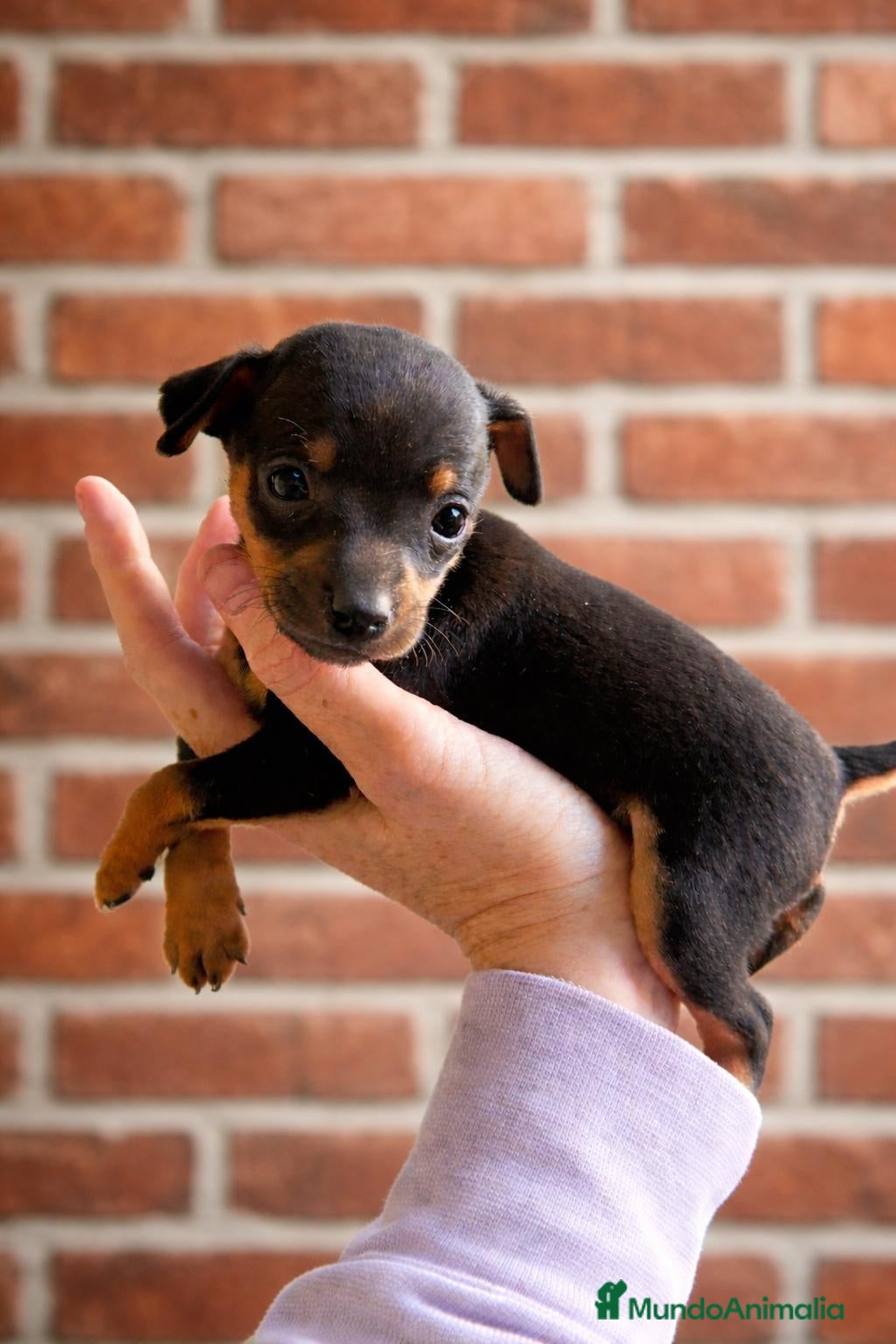 Ratón de Praga perros RATON DE PRAGA EN BADAJOZ  - Anuncio 1