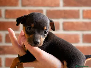 Ratón de Praga perros RATON DE PRAGA EN BADAJOZ - Anuncio 1