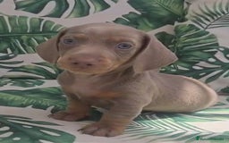 Teckel perros en venta: Preciosos teckel kaninchen y varias razas  - Imagen 2