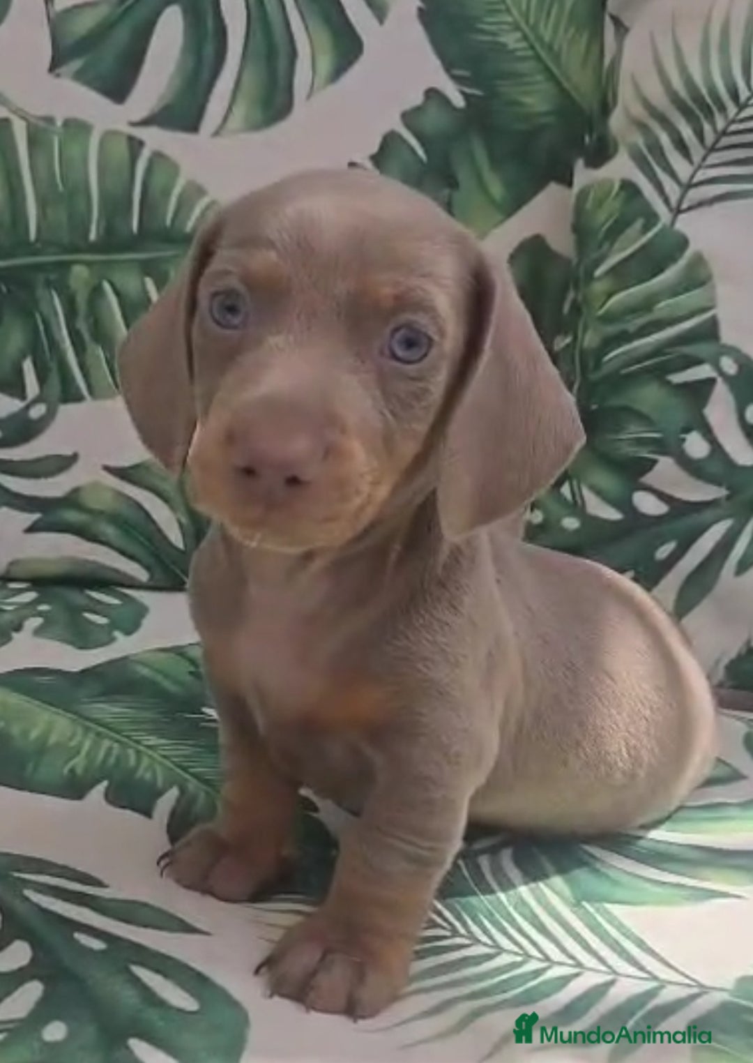 Teckel perros en venta: Preciosos teckel kaninchen y varias razas  - Imagen 2