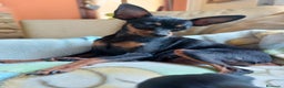 Pinscher Miniatura perros en venta: Pinscher miniatura ! Machos y hembras  en Cáceres - Anuncio 6