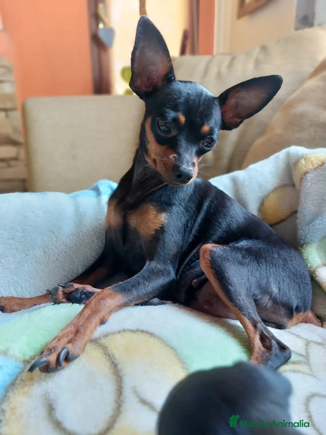 Pinscher Miniatura perros en venta: Pinscher miniatura ! Machos y hembras  en Cáceres - Anuncio 6