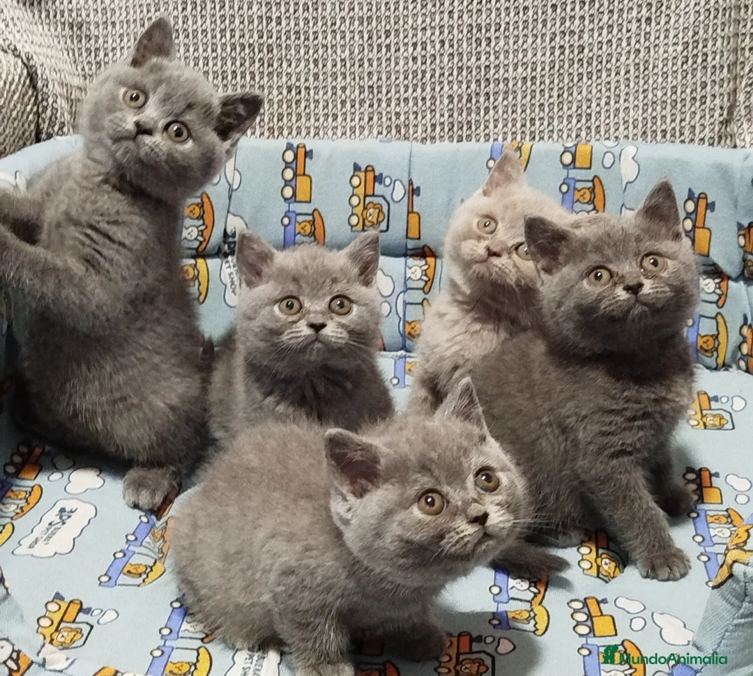 Británico de Pelo Corto Azul gatos en venta: Preciosos British Shorthair  - Anuncio 4