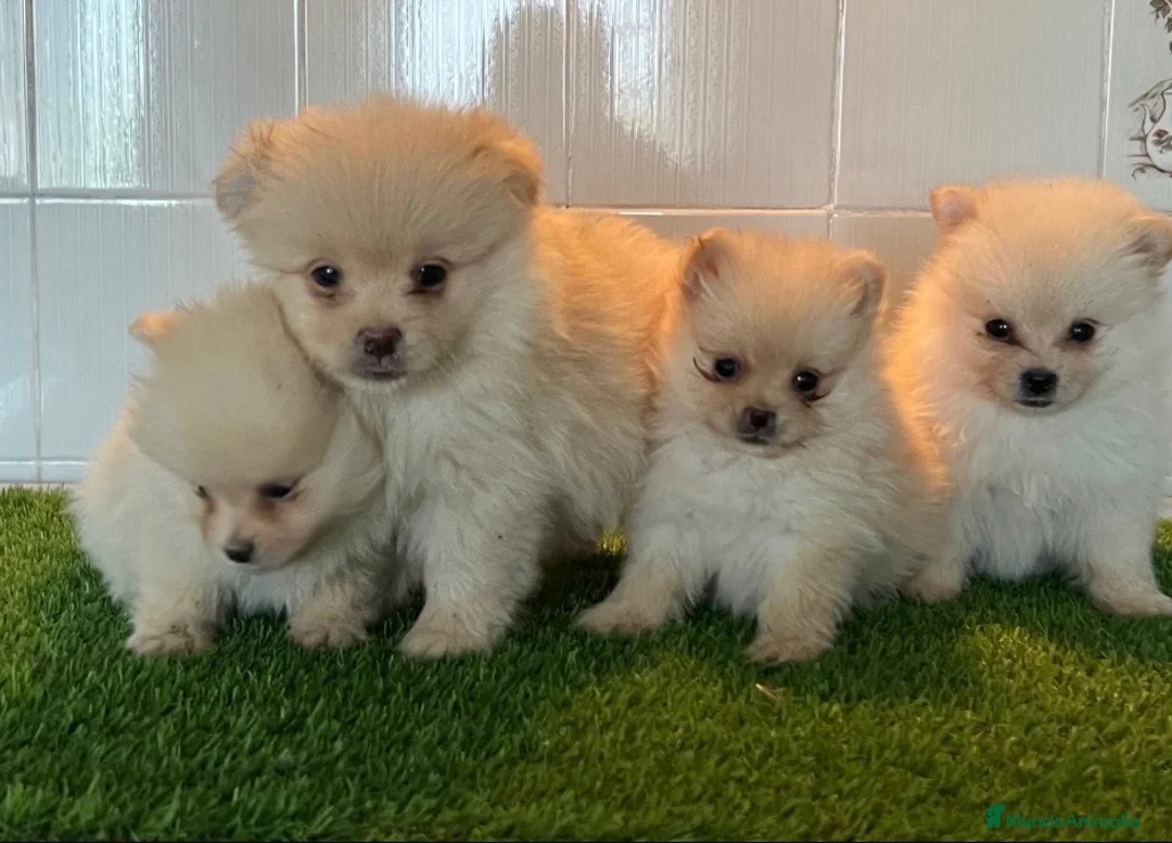 Pomerania perros en venta: Pomerania - Anuncio 1