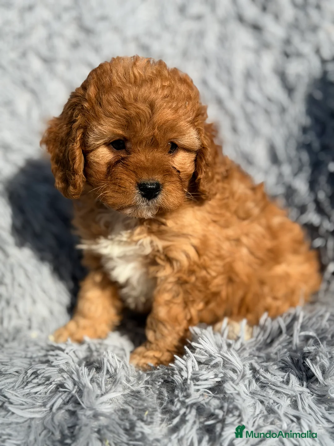 Cavapoo perros en venta: Cavapoo machito rojo  - Anuncio 3
