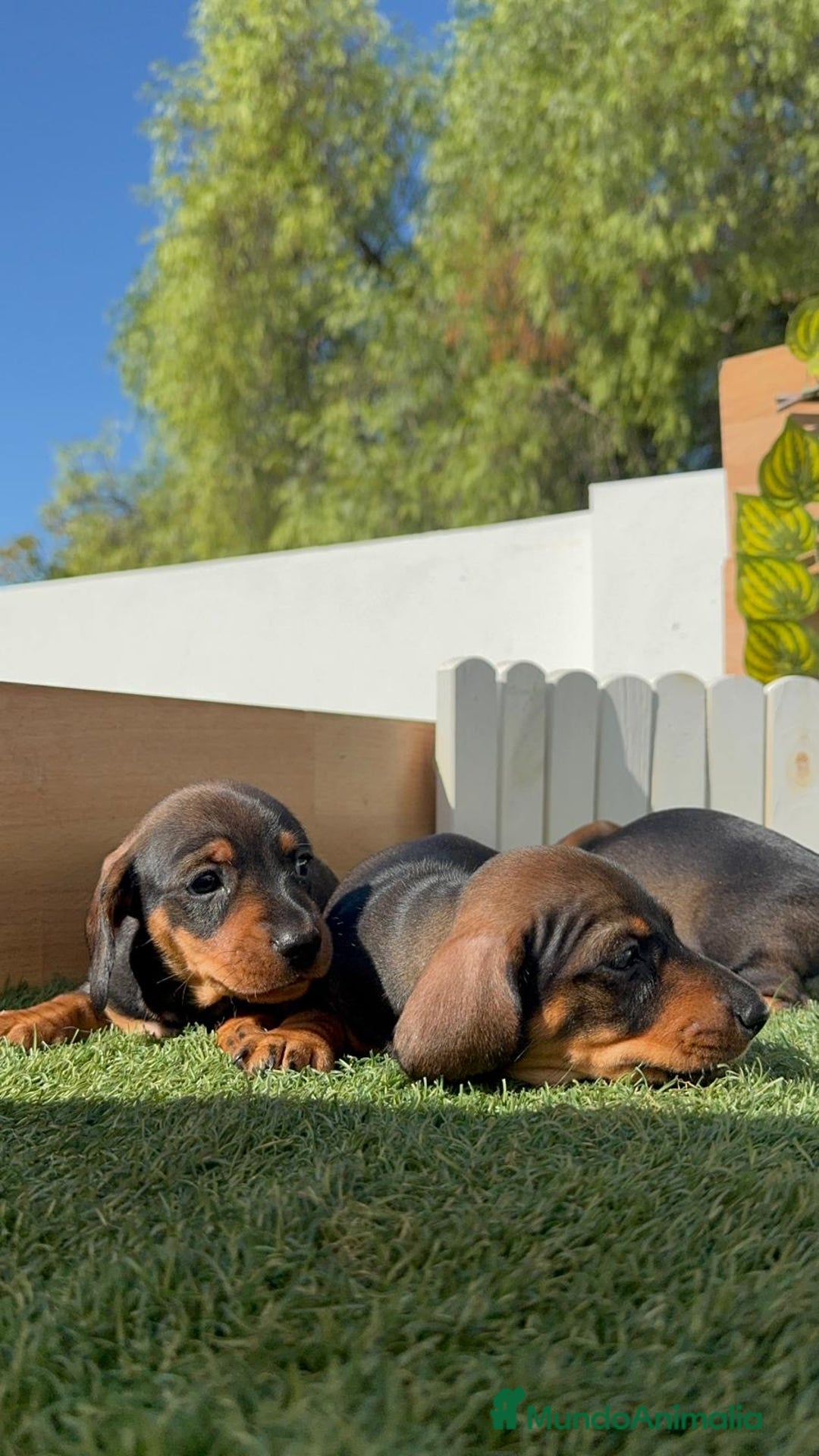 Teckel Miniatura perros en venta: TECKEL MINIATURA - Imagen 6
