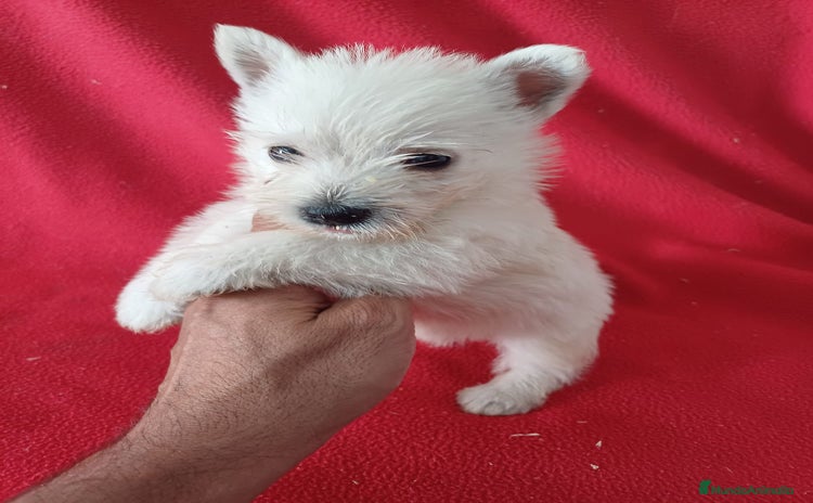 West Highland White Terrier perros - Anuncio 3