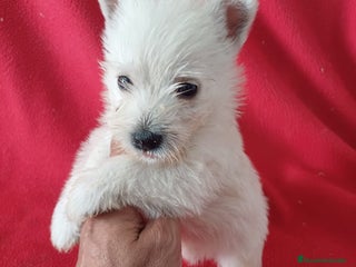 West Highland White Terrier perros - Anuncio 3