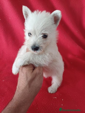 West Highland White Terrier perros - Anuncio 2