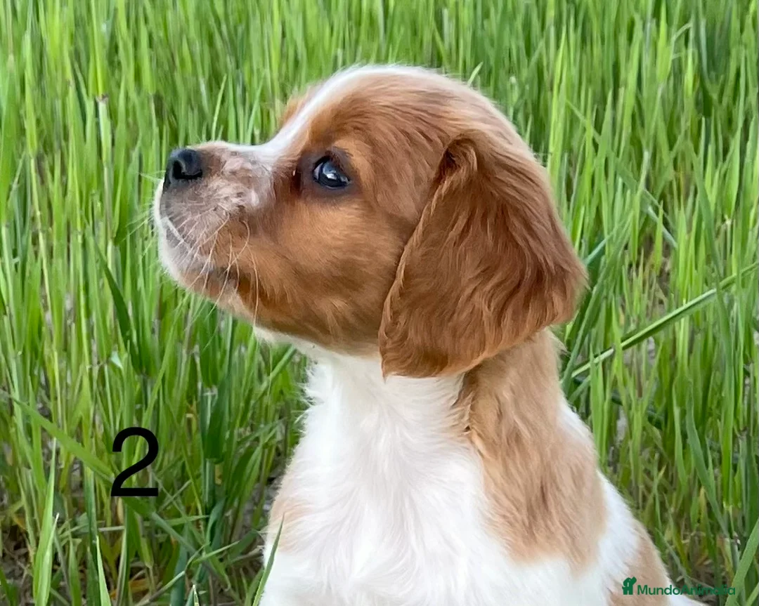 Épagneul Breton perros en venta: Epagneul bretón  - Anuncio 1