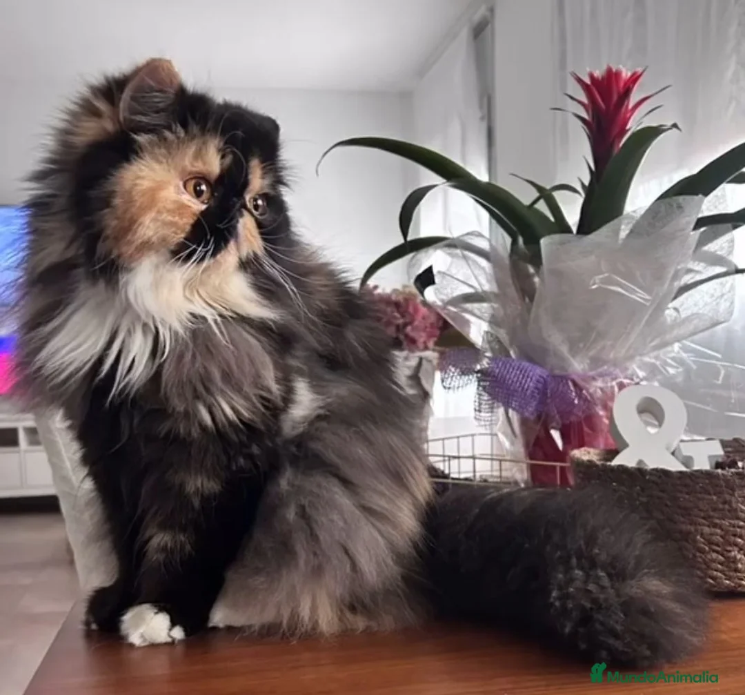 Exótico de Pelo Corto gatos en venta: Exòtic SH listo para entregar  - Anuncio 1
