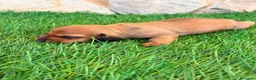 Teckel Miniatura perros en venta: Teckel miniatura rojizo - Anuncio 9