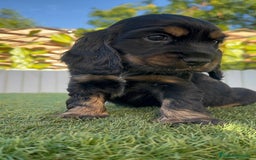 Cocker Spaniel Inglés perros en venta: COCKER SPANIEL INGLES - Imagen 1