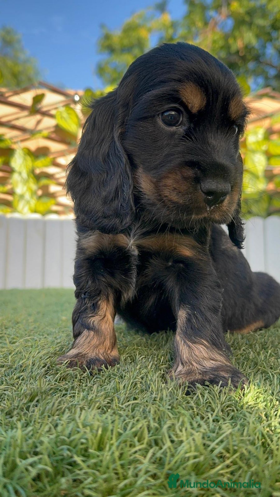 Cocker Spaniel Inglés perros en venta: COCKER SPANIEL INGLES - Imagen 1