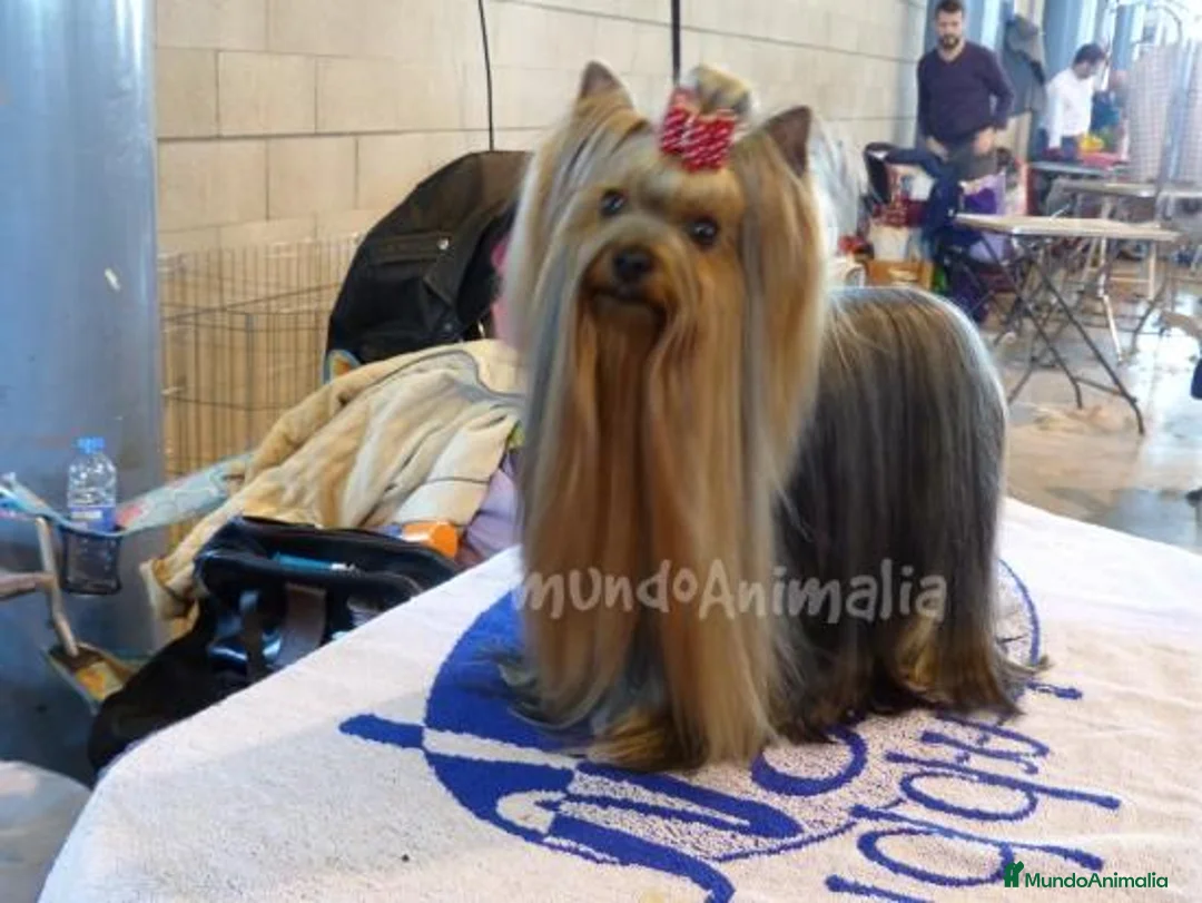 Imagen de galería {{count}}