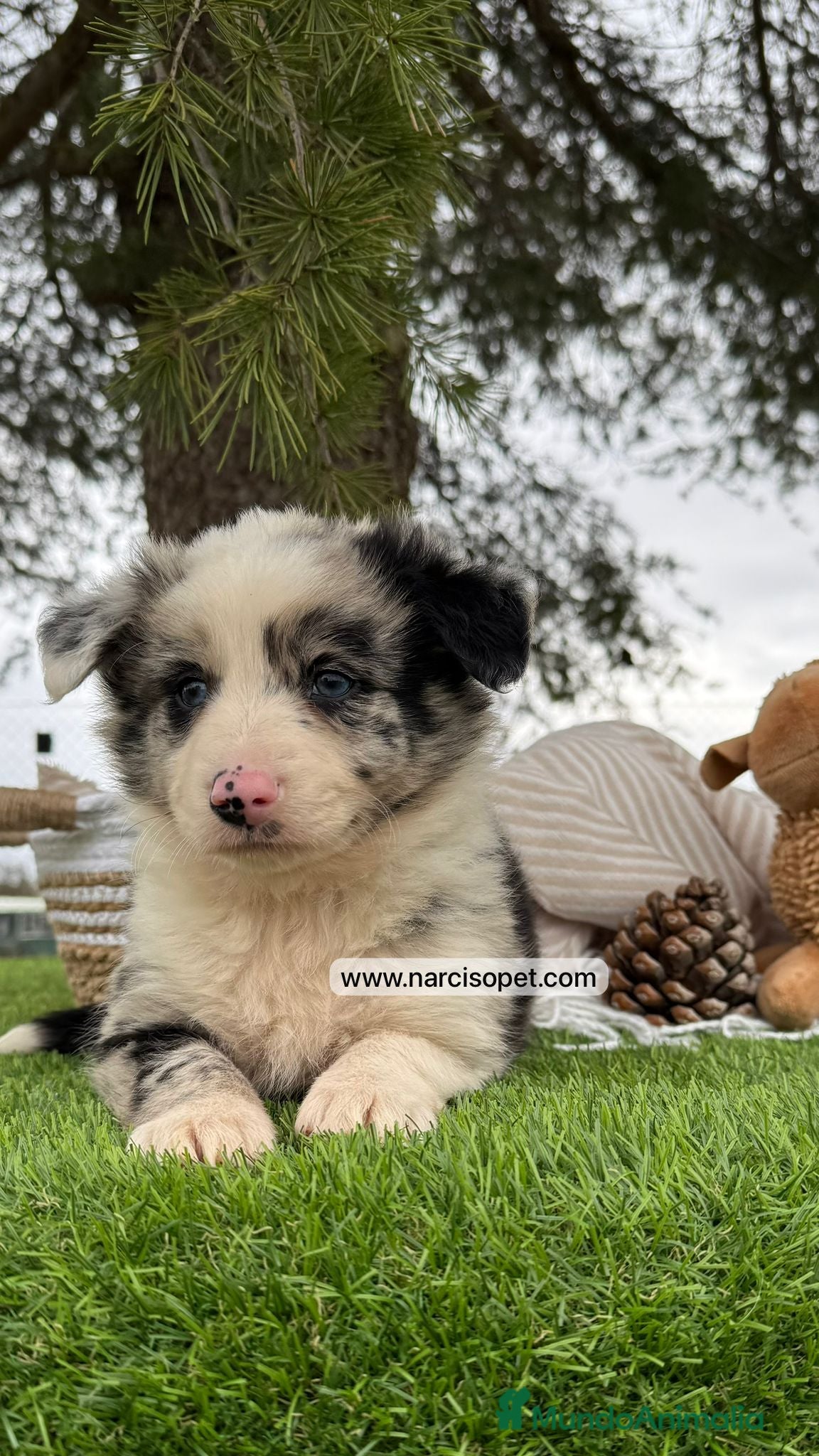 Border Collie perros BORDER COLLIE MERLE CON GARANTIAS - Anuncio 19