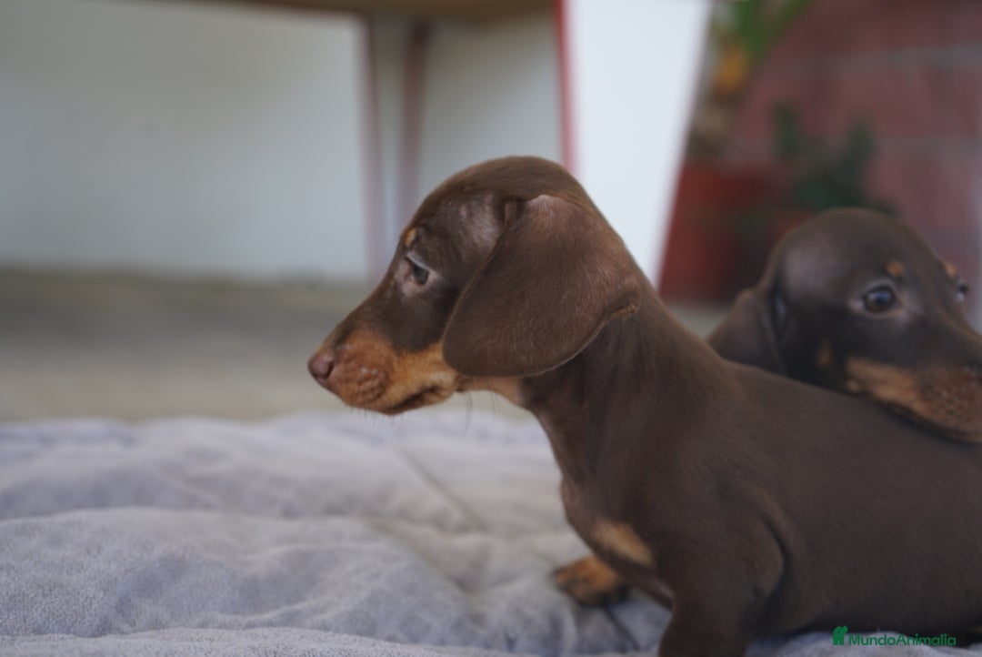 Teckel Miniatura perros en venta: ✨ Cacao & Bongo ✨ - Imagen 4