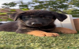 Pastor Alemán perros en venta: PASTOR ALEMAN HEMBRA - Imagen 20