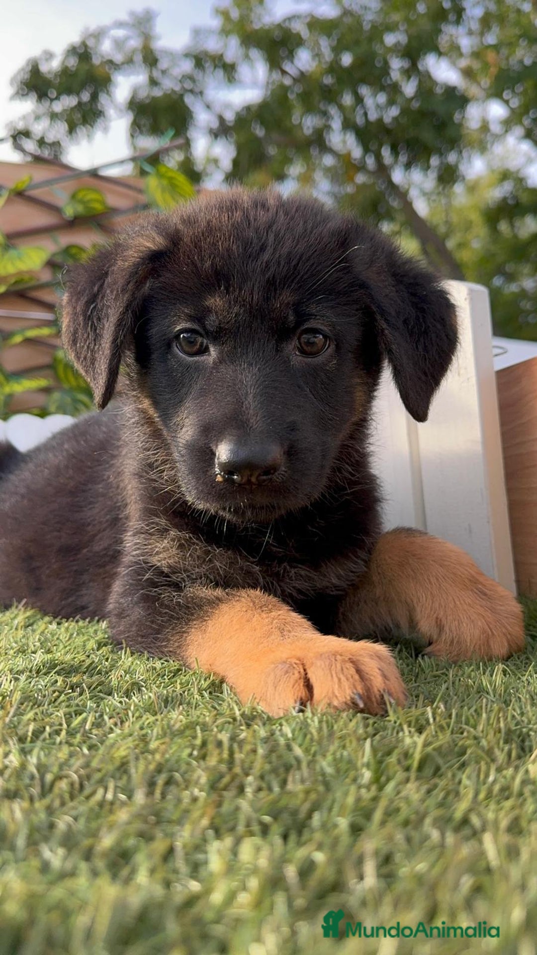 Pastor Alemán perros en venta: PASTOR ALEMAN HEMBRA - Imagen 20