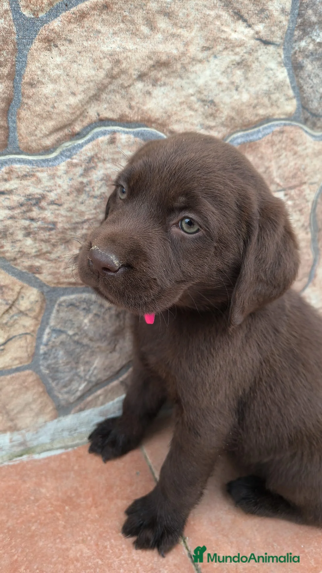 Labrador Retriever perros en venta: Últimos labradores chocolate  - Anuncio 1