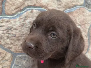 Labrador Retriever perros Últimos labradores chocolate - Anuncio 1