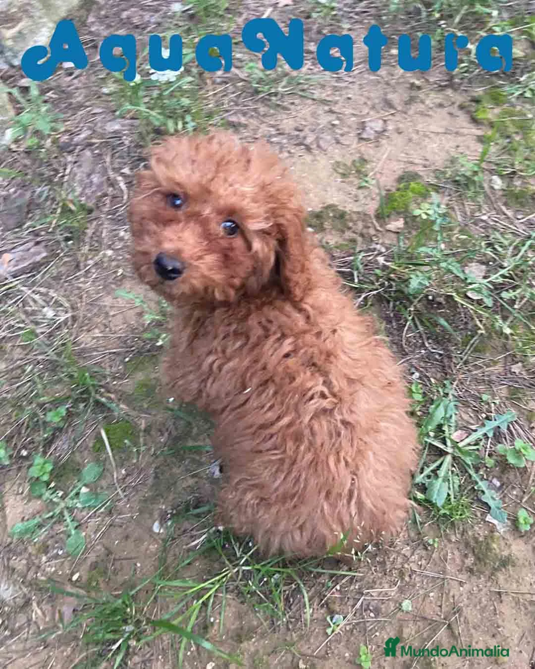 Caniche Enano perros en venta: Caniche Macho de Bella y Can 2021 AQUANATURA - Anuncio 6