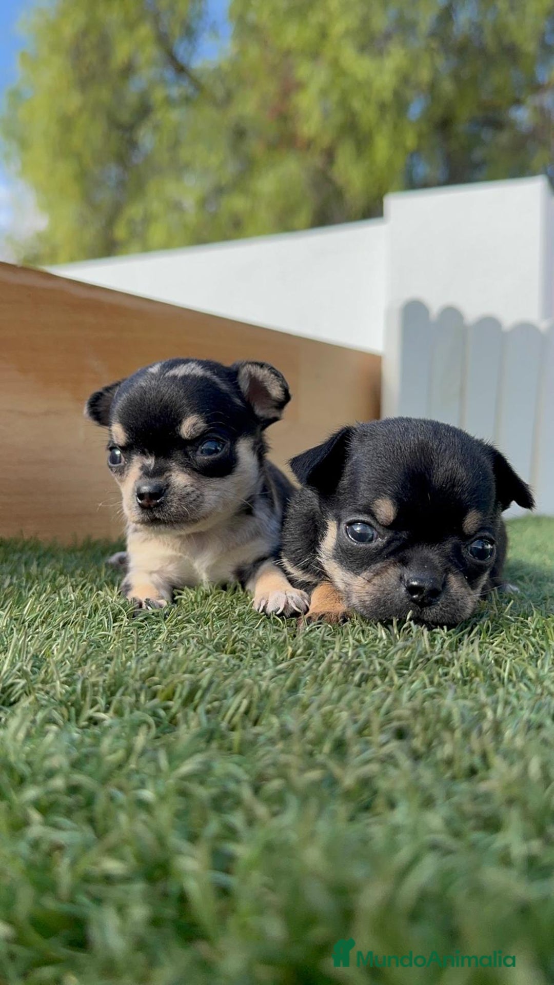Chihuahua perros en venta: CHIHUAHUA-OJOS AZULES - Imagen 10