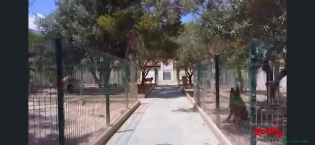 Pinscher Alemán perros en venta: Benidorm Todos los servicios para tu mascota  en Alicante - Anuncio 18