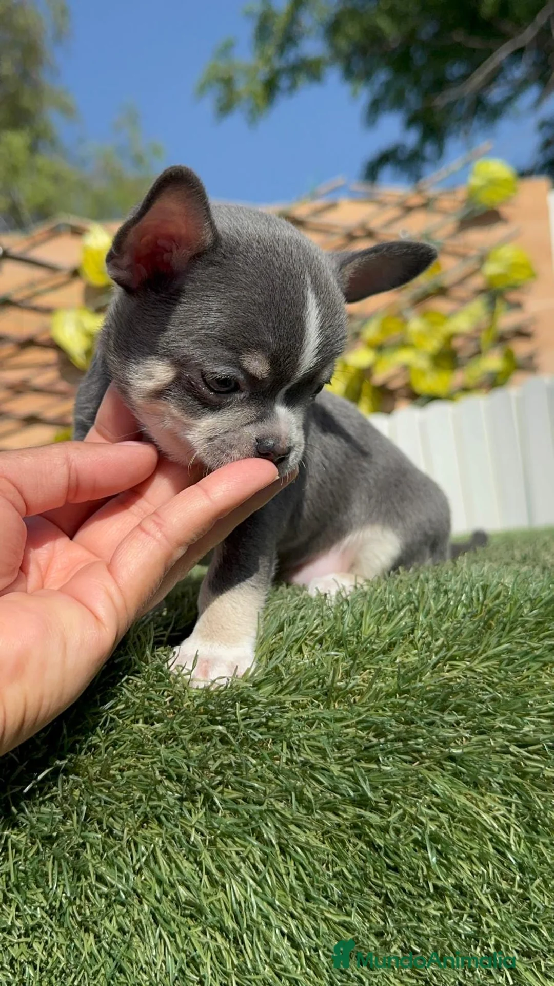 Chihuahua perros en venta: CHIHUAHUA BLUE - Anuncio 27