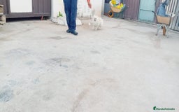 Pomerania perros en adopcion: Pomerania macho 10 meses  en Murcia - Imagen 1