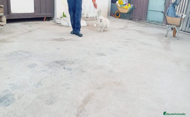 Pomerania perros en Murcia - Propaganda 1