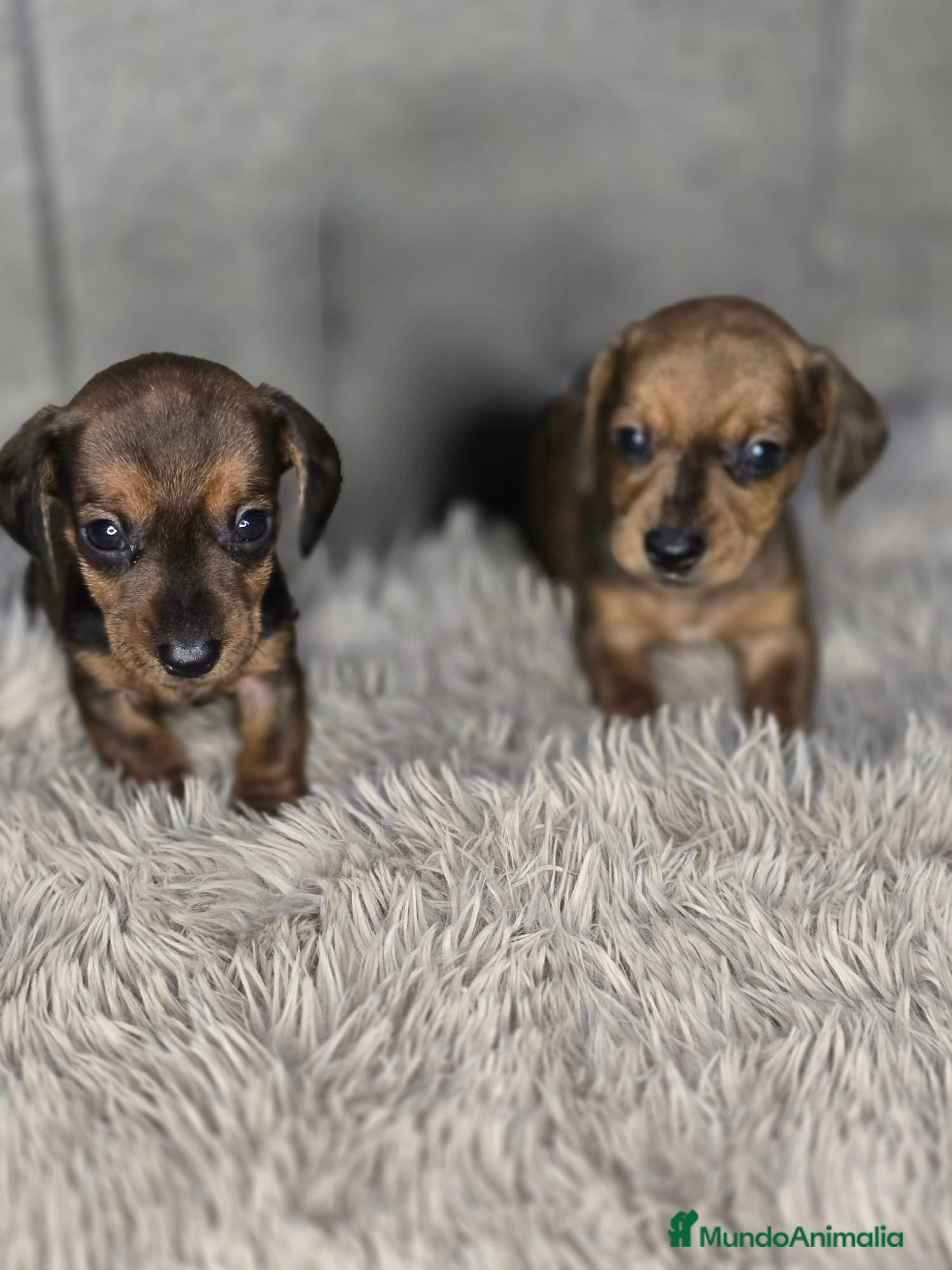 Teckel Miniatura perros Teckel macho mini hoja seca - Anuncio 3