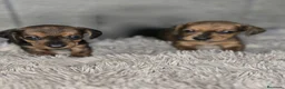 Teckel Miniatura perros en venta: Teckel macho mini hoja seca - Anuncio 1